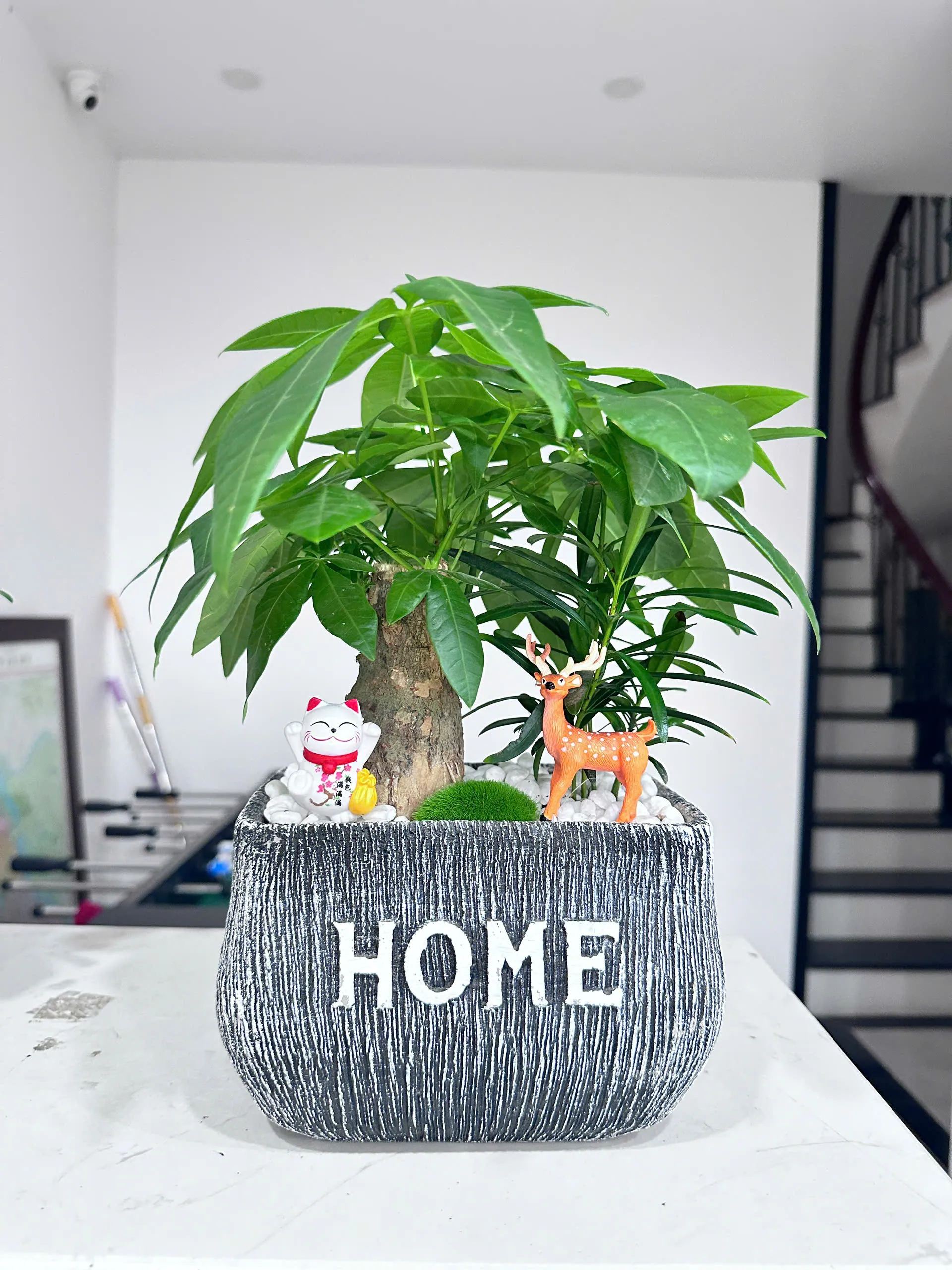 Điều gì tạo nên 1 chậu cây kim ngân sống khỏe tại Green Homes